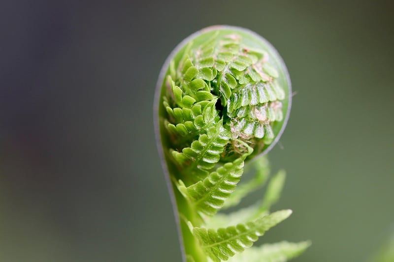 Fictional Ferns