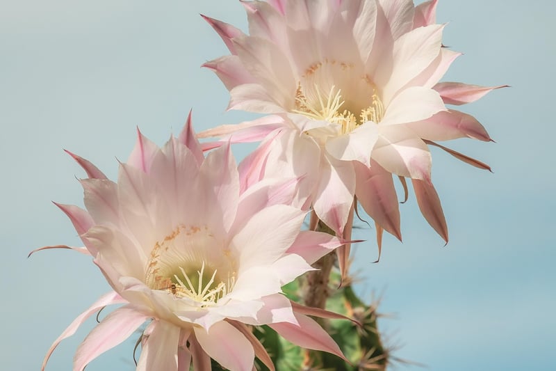 San Pedro Cactus