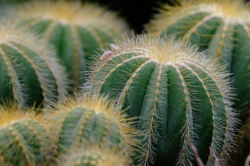 Sorcery Succulents